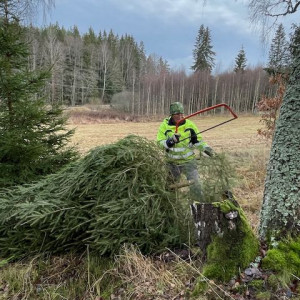 Granen fälld